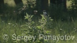 Video of Lesser Grey Shrike
